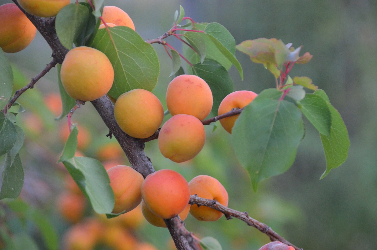 The Role of Agriculture in Sustainability